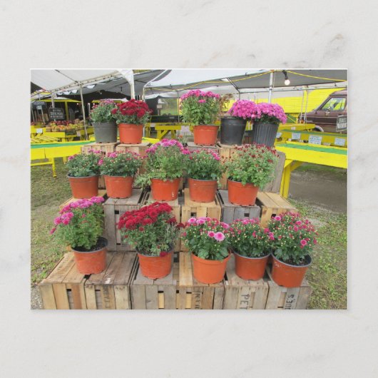 Carte postale "Mums à vendre" (Devant)
