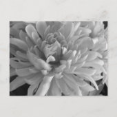 Carte postale Mum's The Word (Devant)