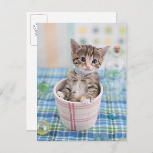 Carte Postale Munchkin Kitten Avec Joli Ruban (Devant / Derrière)