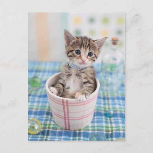 Carte Postale Munchkin Kitten Avec Joli Ruban (Devant)