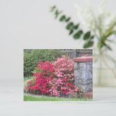 Carte Postale Mur Azalea (Debout devant)