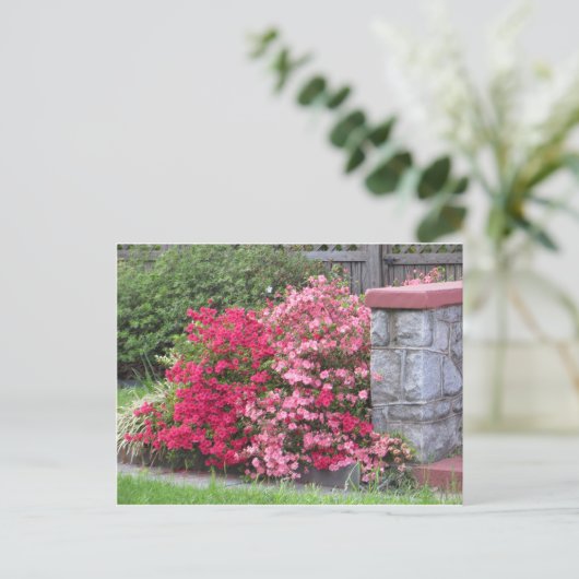 Carte Postale Mur Azalea (Debout devant)