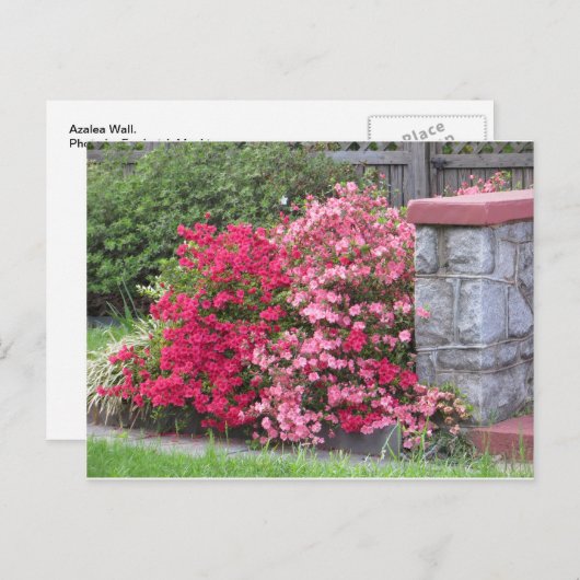 Carte Postale Mur Azalea (Devant / Derrière)