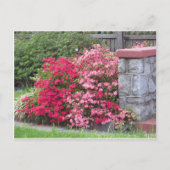 Carte Postale Mur Azalea (Devant)