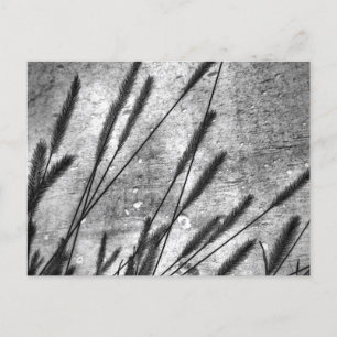 Carte Postale Mur de béton en herbe séchée noir et blanc