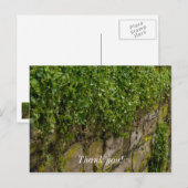 Carte Postale Mur de lierre (Devant / Derrière)