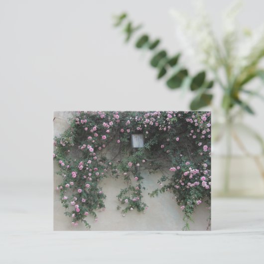 Carte Postale Mur de Rose (Debout devant)