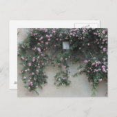 Carte Postale Mur de Rose (Devant / Derrière)