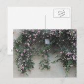 Carte Postale Mur de roses (Devant / Derrière)