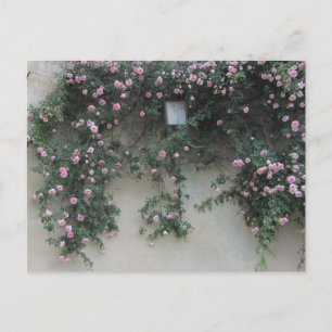 Carte Postale Mur de roses