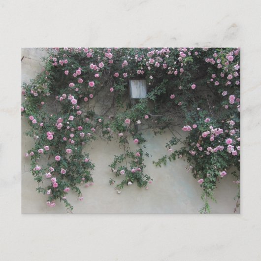 Carte Postale Mur de roses (Devant)