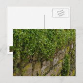 Carte Postale Mur D'Ivy (Devant / Derrière)