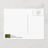 Carte Postale Mur D'Ivy (Dos)