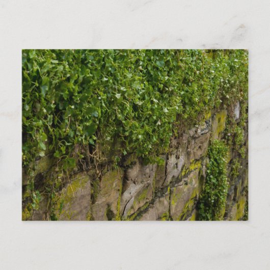 Carte Postale Mur D'Ivy (Devant)