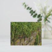 Carte Postale Mur D'Ivy (Debout devant)