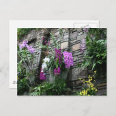 Carte Postale Mur d'orchidées (Devant / Derrière)