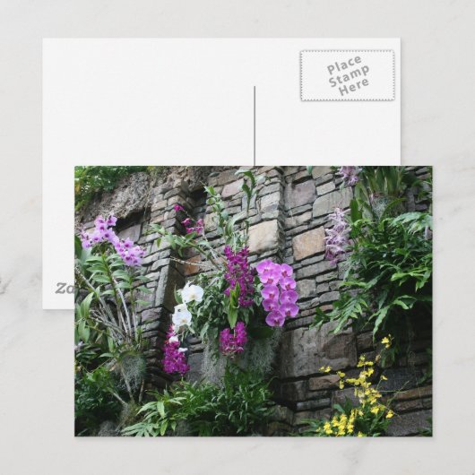 Carte Postale Mur d'orchidées (Devant / Derrière)