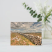 Carte Postale Mur en pierre de Burren (Debout devant)