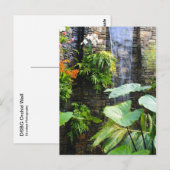 Carte Postale Mur orchidée (Devant / Derrière)