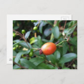 Carte Postale mûrir à la hanche rose (Devant / Derrière)