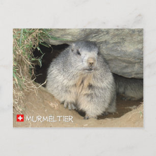 Carte Postale Murmeltier, Schweiz / Marmot, Suisse