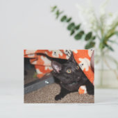 Carte Postale Murphy (Debout devant)