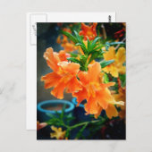 Carte Postale Musc (Devant / Derrière)