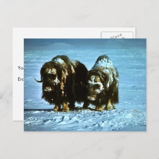 Carte Postale Musc Oxen (Devant / Derrière)