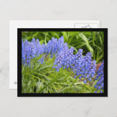 Carte Postale Muscari (Devant / Derrière)
