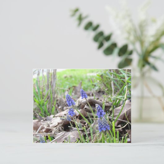 Carte postale - Muscari (Debout devant)