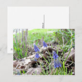 Carte postale - Muscari (Devant / Derrière)