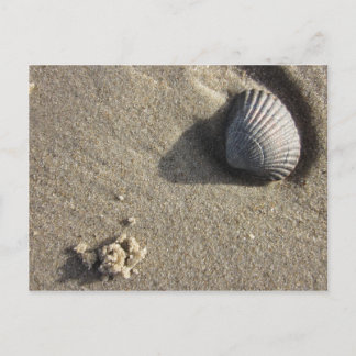 Carte Postale Muschel