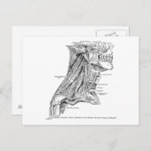Carte Postale Muscles d'anatomie Vintage humaine du cou (Devant / Derrière)