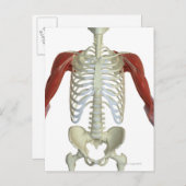 Carte Postale Muscles de l'épaule 2 (Devant / Derrière)