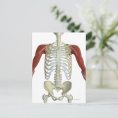 Carte Postale Muscles de l'épaule 2 (Debout devant)