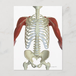 Carte Postale Muscles de l'épaule 2