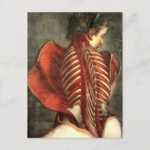 Carte Postale Muscles du dos dans une femelle