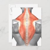 Carte Postale Muscles Du Dos Et Du Cou (Devant / Derrière)