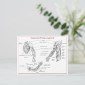 Carte Postale Muscles du haut du corps (Debout devant)