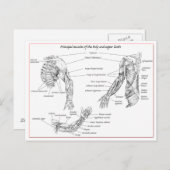Carte Postale Muscles du haut du corps (Devant / Derrière)