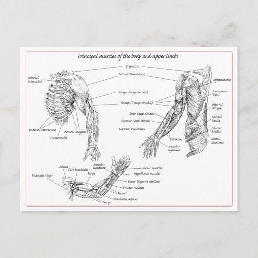 Carte Postale Muscles du haut du corps (Devant)