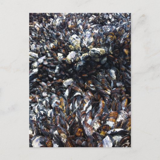 Carte Postale Muscles et Barnacles à Bob Creek, OU (Devant)