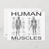 Carte Postale Muscles humains et anatomie (Devant / Derrière)
