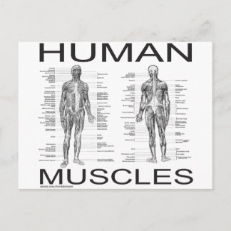Carte Postale Muscles humains et anatomie