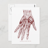 Carte Postale Muscles rouges (Devant / Derrière)