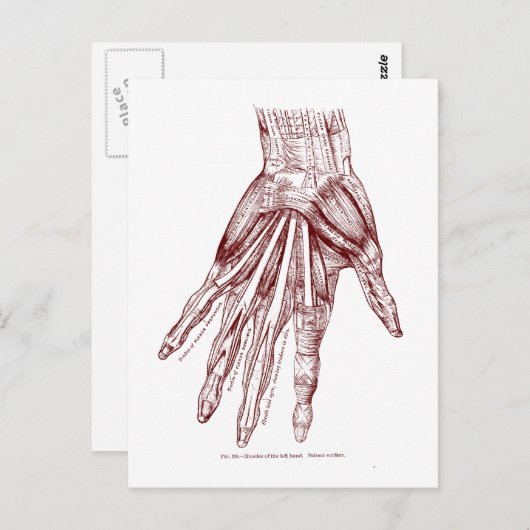 Carte Postale Muscles rouges (Devant / Derrière)