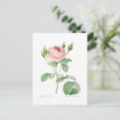 Carte Postale Muscosa de Rosa (Debout devant)