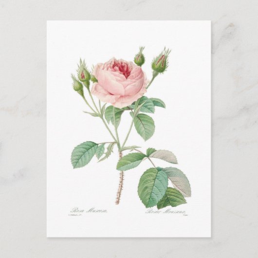 Carte Postale Muscosa de Rosa (Devant)
