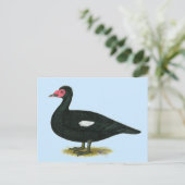 Carte Postale Muscovy Black Drake (Debout devant)