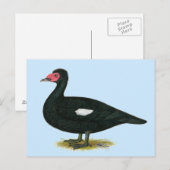 Carte Postale Muscovy Black Drake (Devant / Derrière)